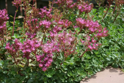 Седум ложный (Очиток) 'Драгонс блад'