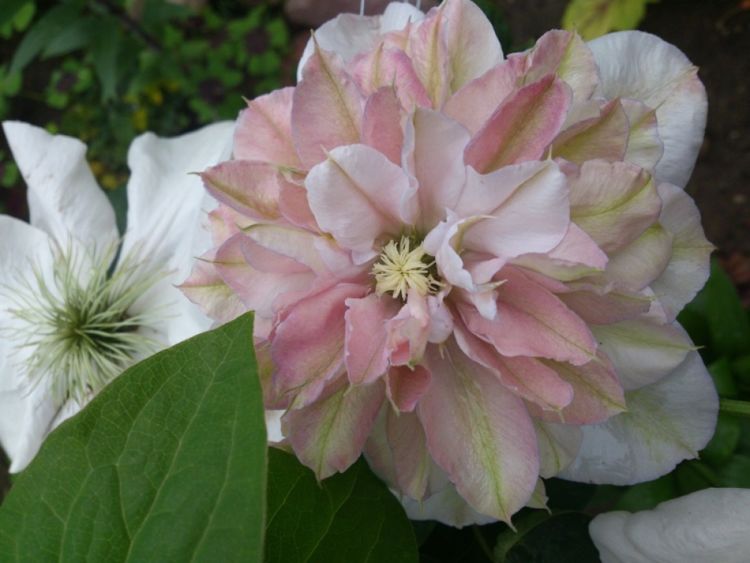 Клематис крупноцветковый 'Инносент Блаш'