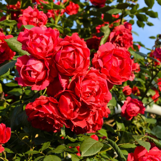 Роза 'Паулс Скарлет' (плетистая)