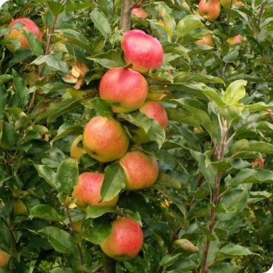 Яблоня колоновидная 'Баргузин'