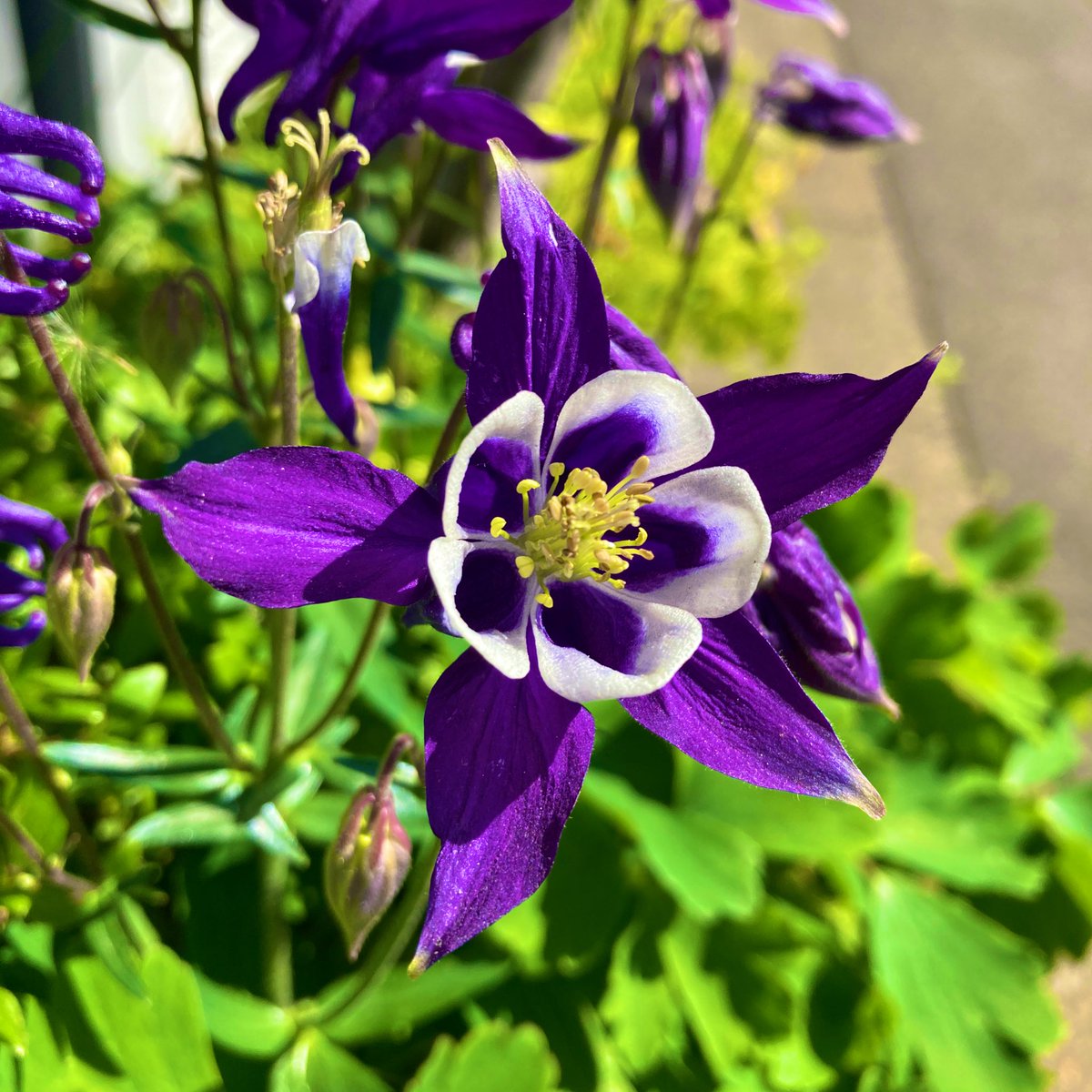 Многолетник Корневище Водосбор