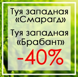 Cкидка на туи - 40%