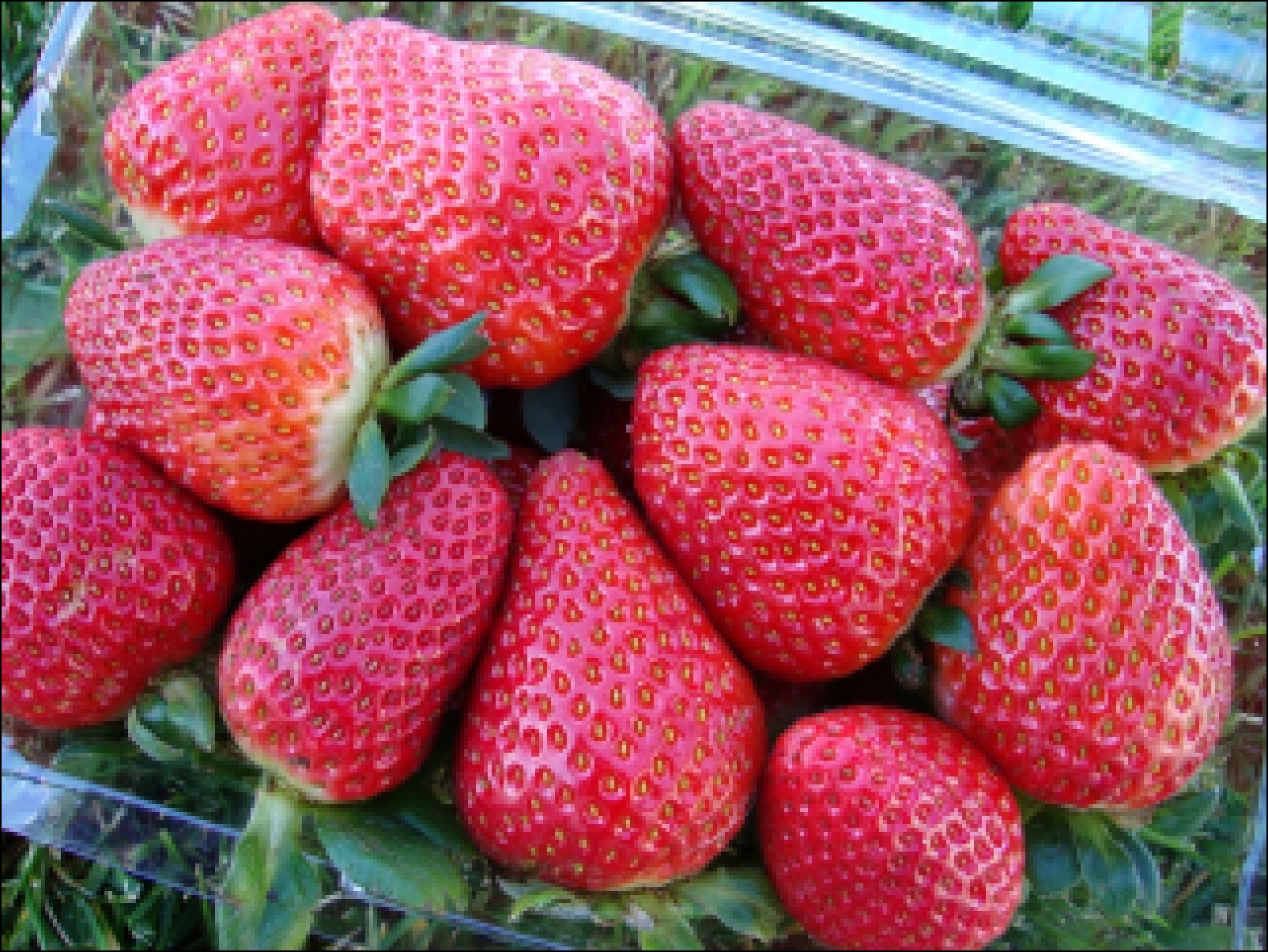 Земляника (клубника) 'Альбион' (ремонтантный)