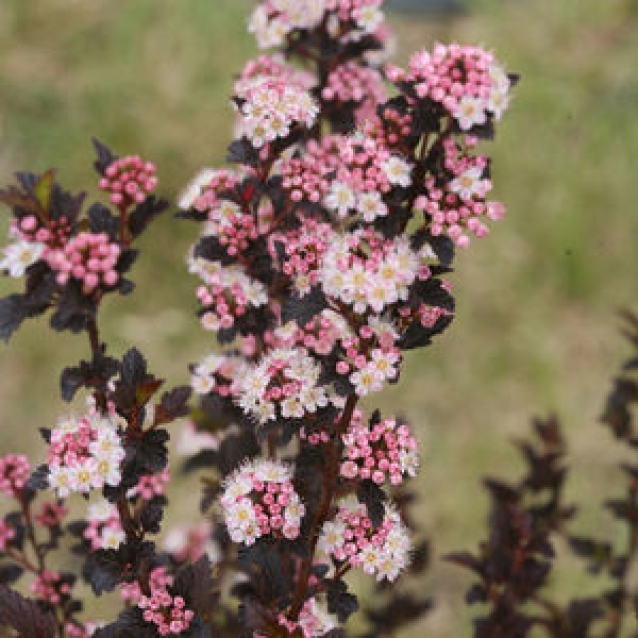 Пузыреплодник калинолистный 'Тайни Вайн'