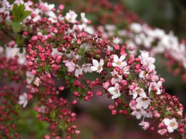 Спирея Тунберга 'Фуджино Пинк'