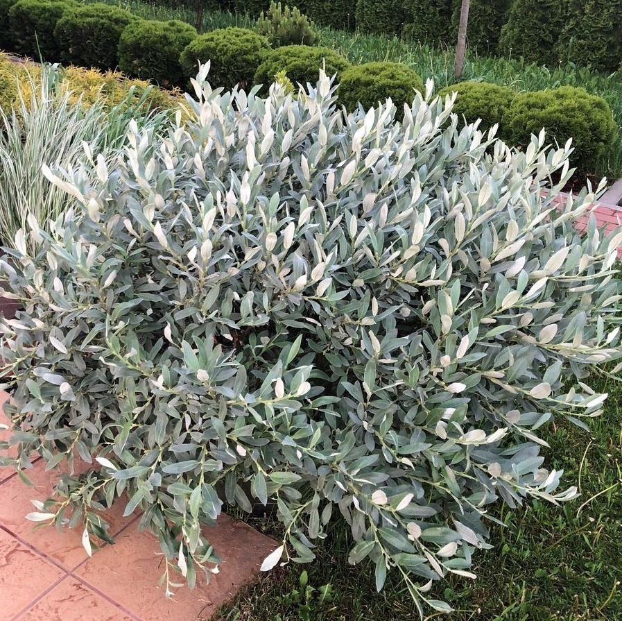 Ива швейцарская