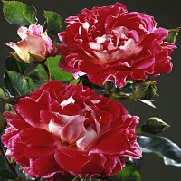 Роза 'Спарклин Раффлс' (флорибунда) (винно - красная)