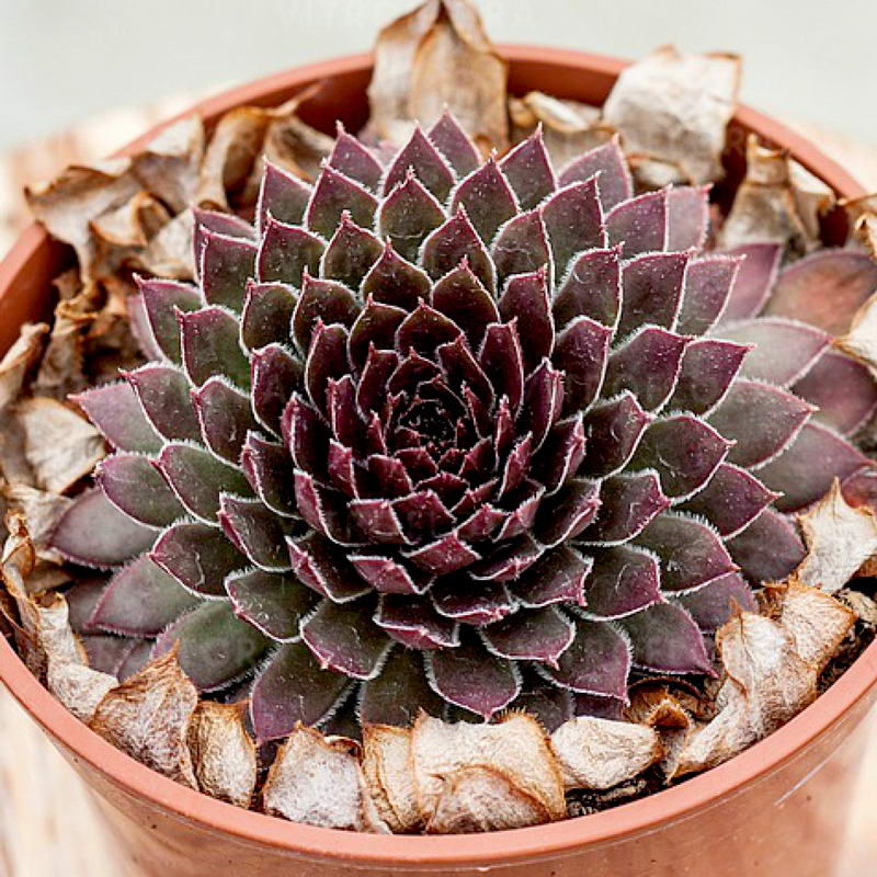 Молодило 'Корал Грей'