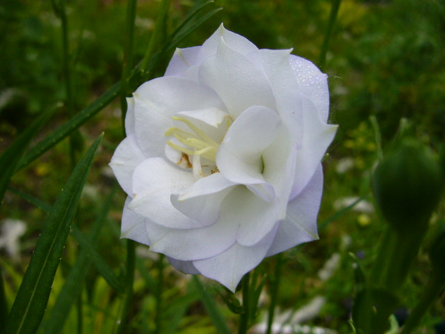 Колокольчик персиколистный 'Ла Бон Ами'