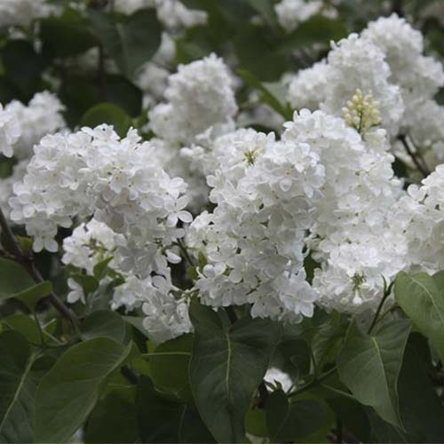 Сирень обыкновенная 'Мари Легре' (белая)