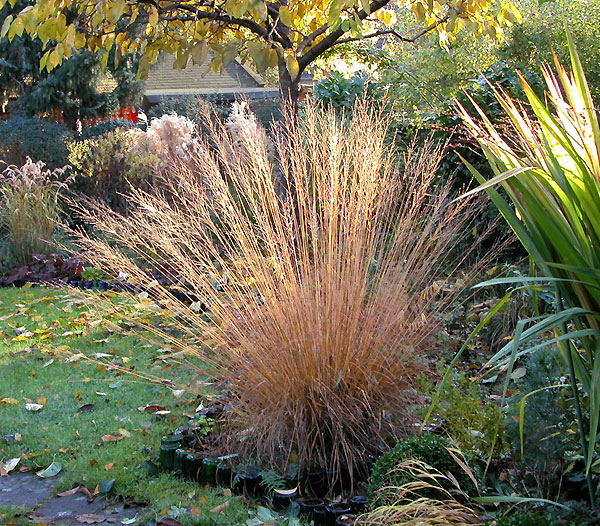 Молиния голубая 'Хайдебраут'