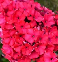 Флокс метельчатый 'Ламбада'