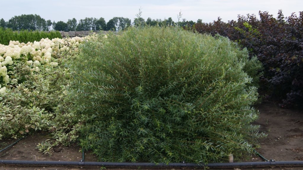 Ива пурпурная 'Грацилис'