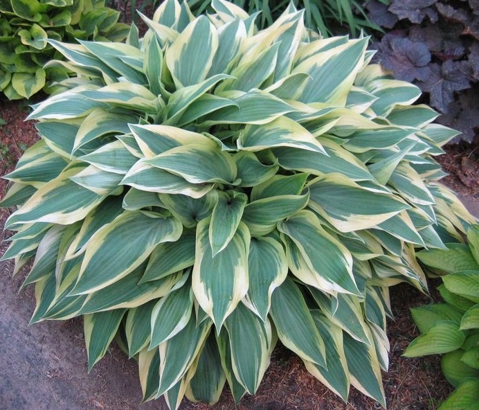 Хоста гибридная (вздутая, волнистая)