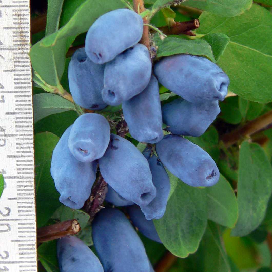 Жимолость съедобная 'Ариэль'