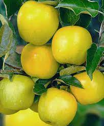 Яблоня карликовая 'Чудное'