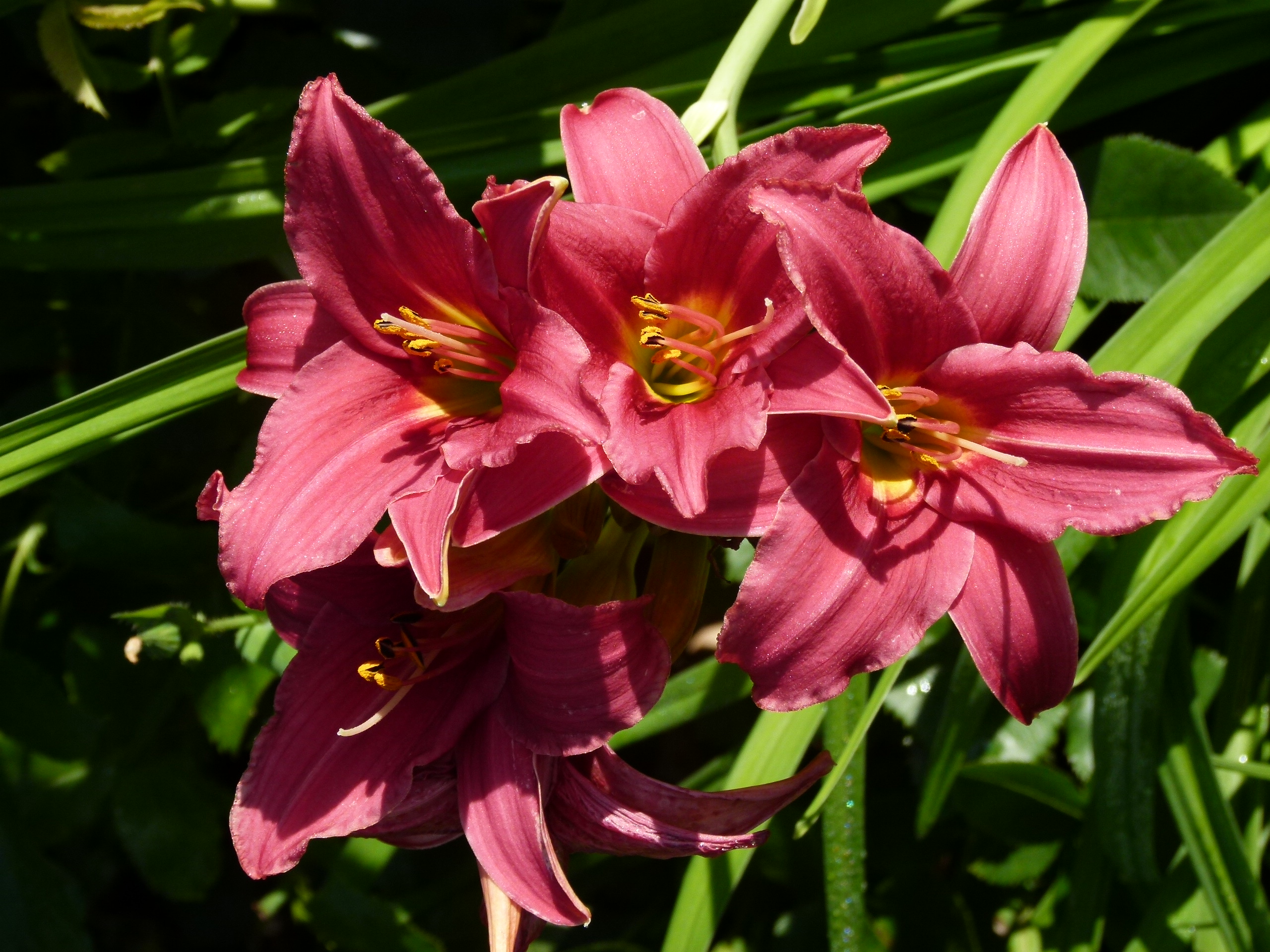 Лилейник гибридный 'Бурбон Кингс'