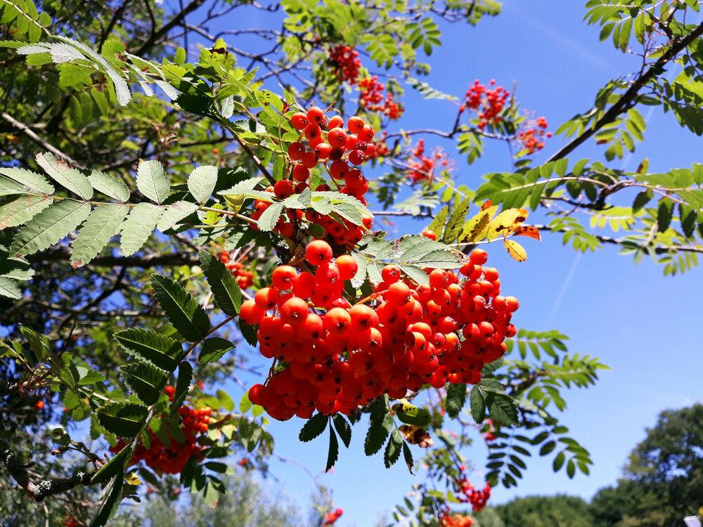 Рябина обыкновенная 'Россика Майор'