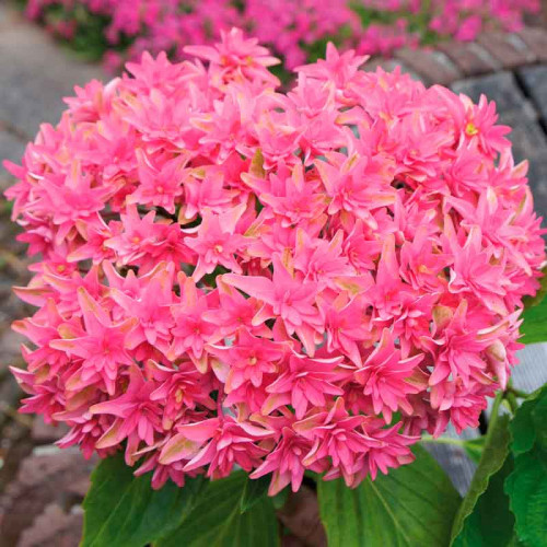 Гортензия крупнолистная 'Принцесса Диана'