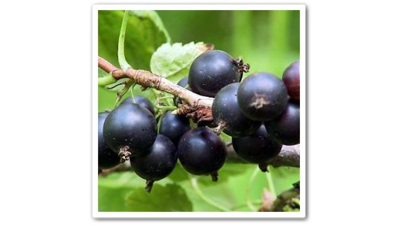 Смородина черная 'Ленинградский великан' 