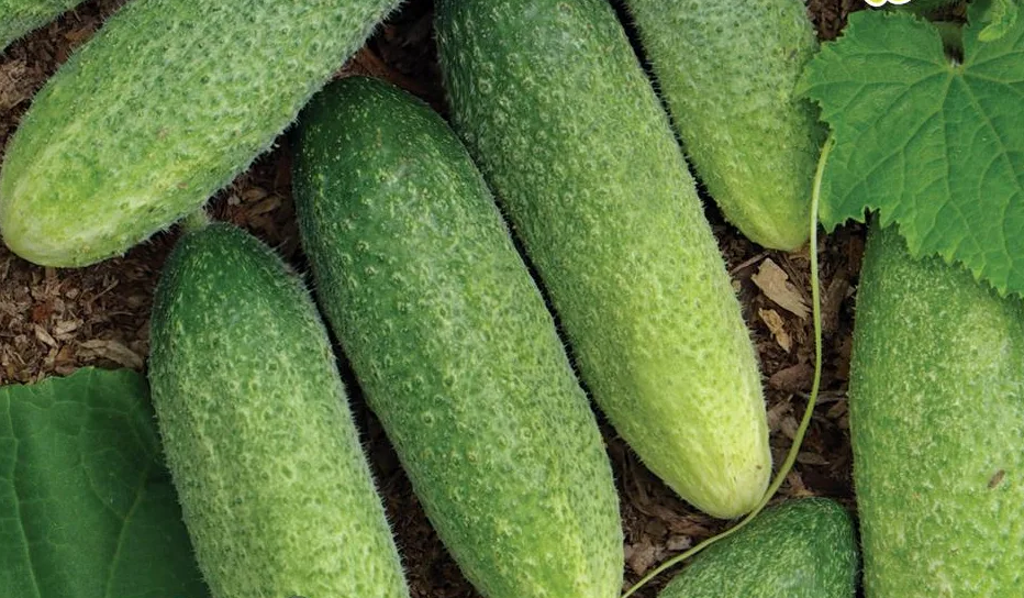 Огурец 'Изящный'