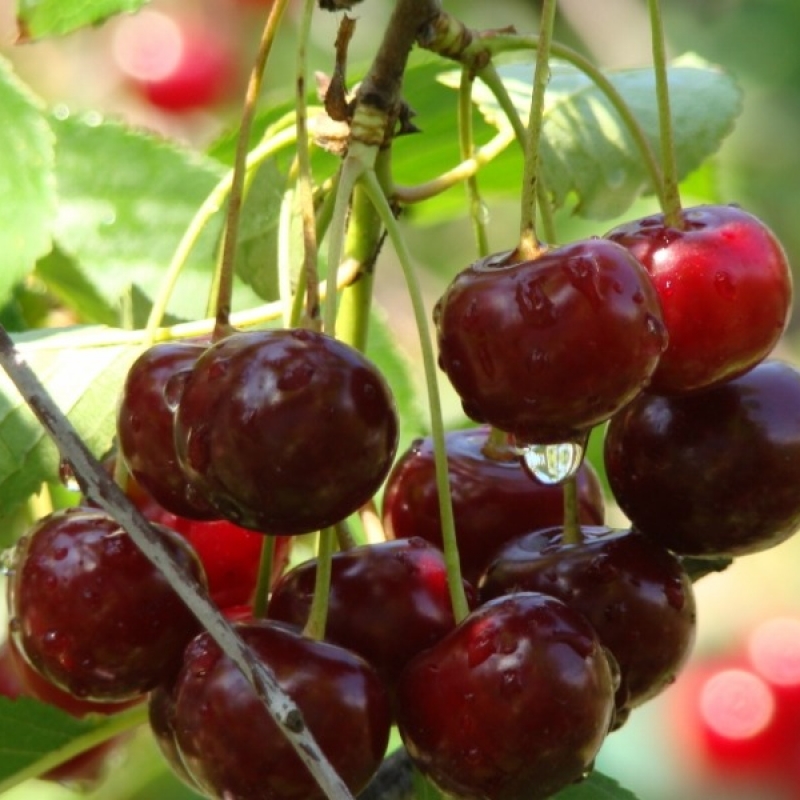 Вишня обыкновенная 'Комсомольская' (Прима)