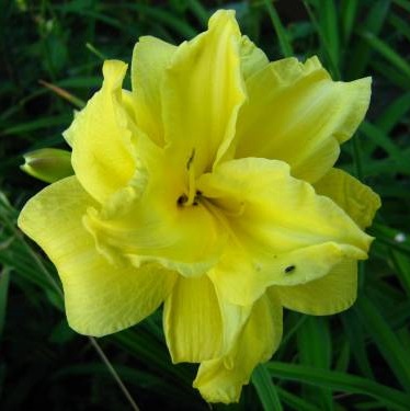 Лилейник гибридный 'Дабл Кьюти'