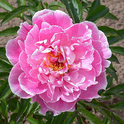 Пион молочноцветковый 'Мадам Жюль Дессер' (розовый)