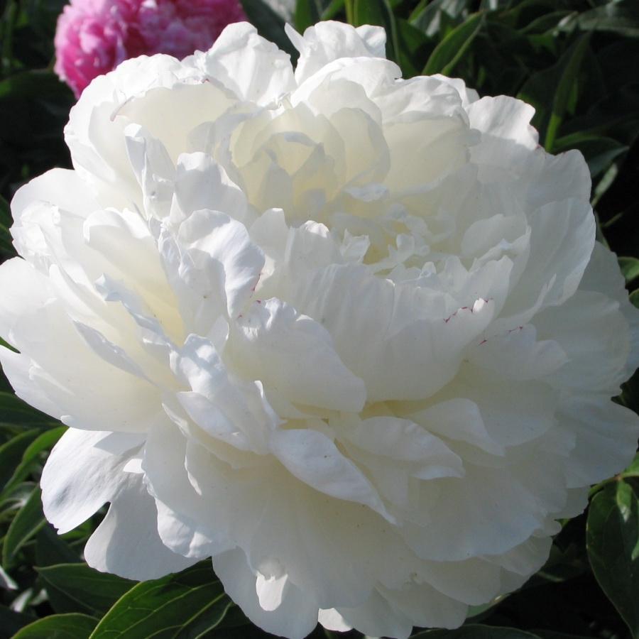 Пион молочноцветковый 'Лилиан Уайлд' (белый)