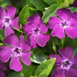 Барвинок малый 'Рубра'