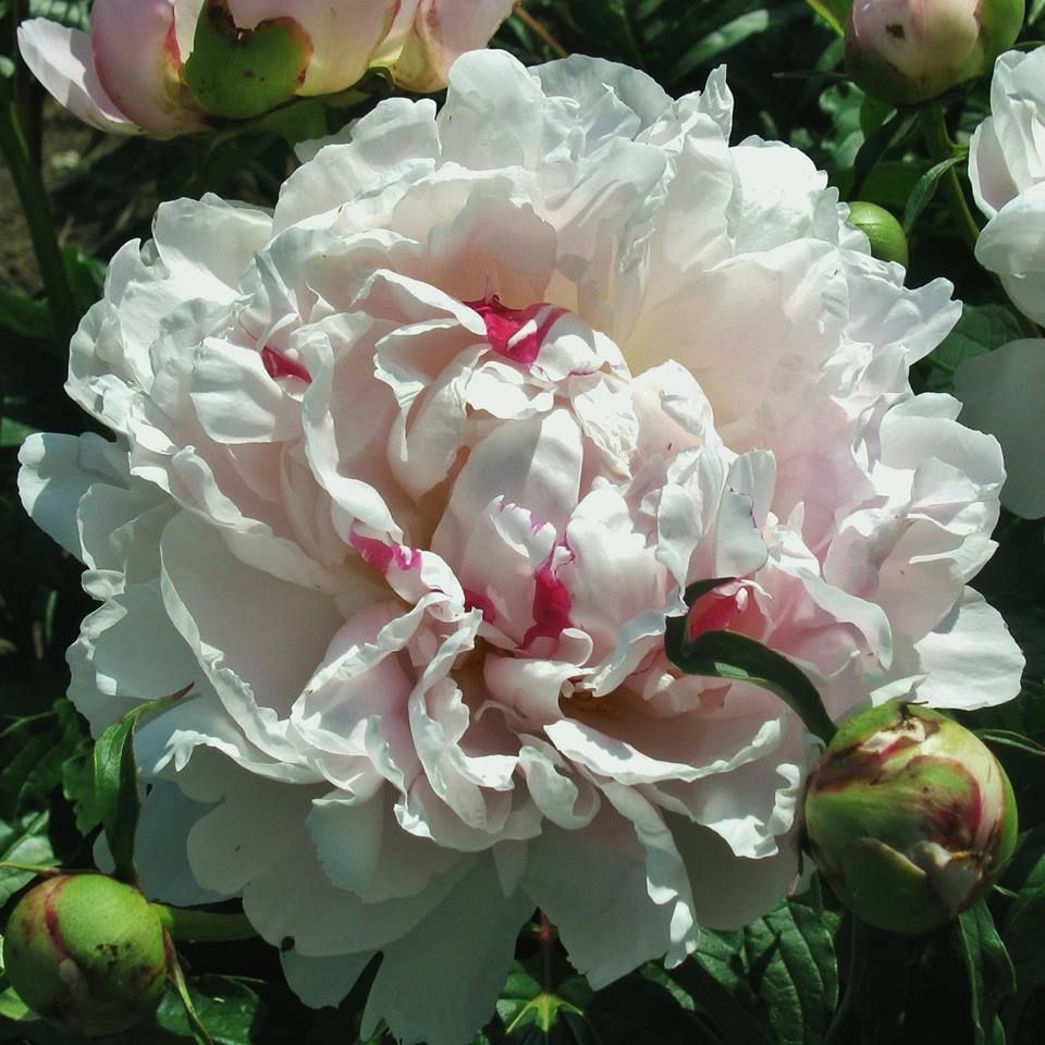 Пион молочноцветковый 'Чинук' (светло-розовый)