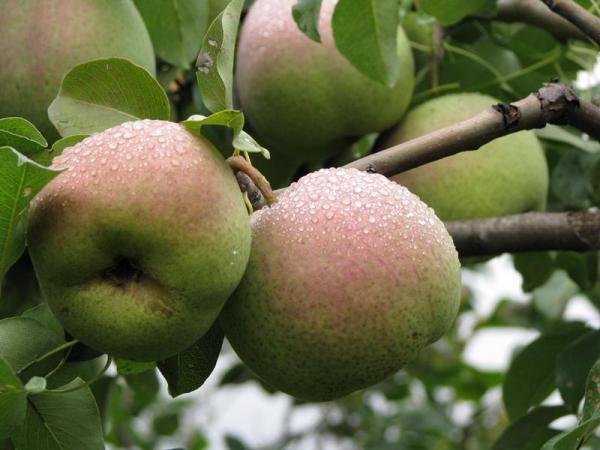 Груша 'Крупноплодная 'Сусова'