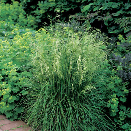 Луговик дернистый (щучка) 'Таутрагер'