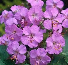 Герань кантабрийская 