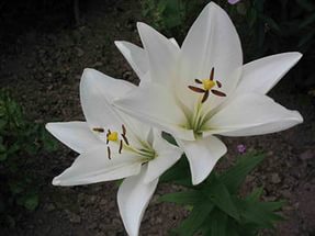 Лилия 'Брайт Диамонд' (белая)