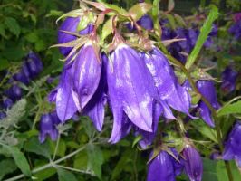 Колокольчик гибридный 'Кент Белл'