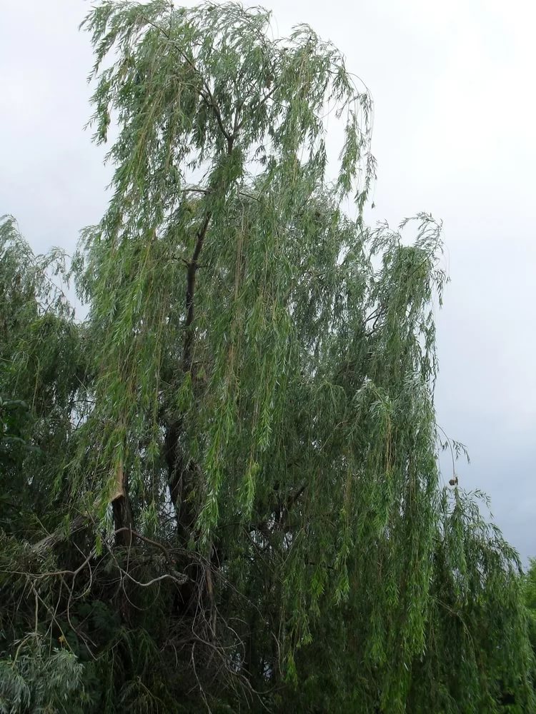 Ива плакучая 'Бланда'