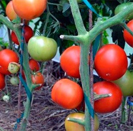 Томат 'Ля-ля-фа'