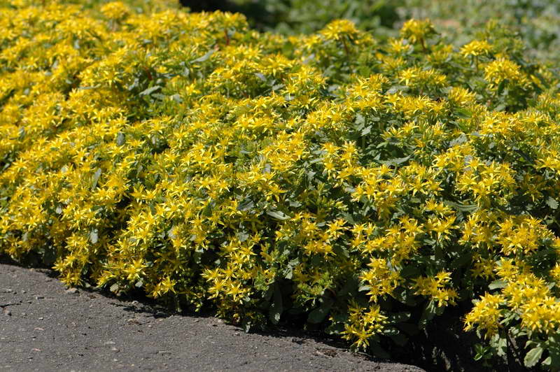 Седум гибридный (Очиток)