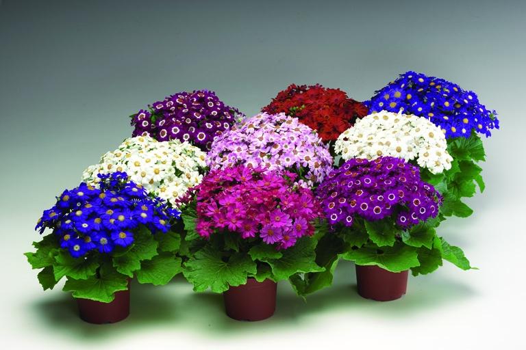 Семена Цинерария 0,1г