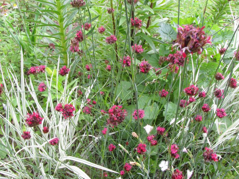 Гвоздика сосноволистная (красно - вишневая)