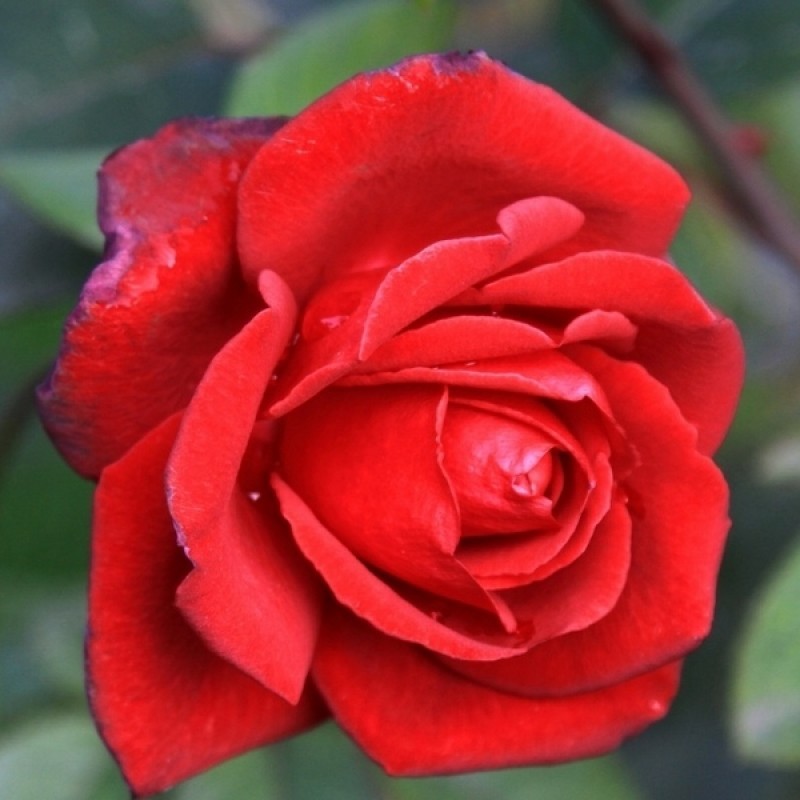 Роза 'Гранд Гала' (чайно-гибридная) (красная)