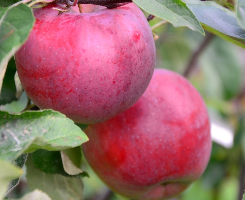 Яблоня домашняя 'Белорусское сладкое'