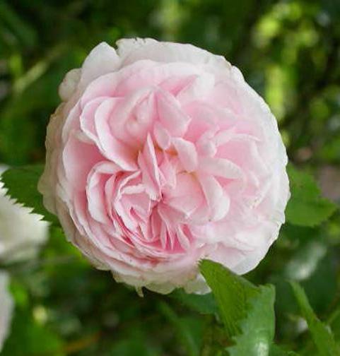 Роза 'Фелисит Парментье' ( плетистая) (светло-кремово-розовая)