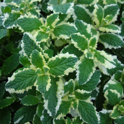 Мята душистая 'Вариегата'