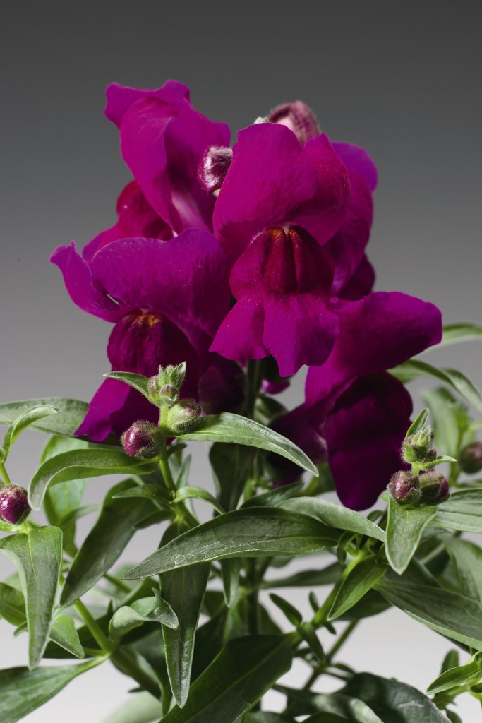 Антирринум компактный (Львиный зев) 'Монтего Вайолет' (темно-розово-лиловый)