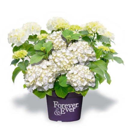 Гортензия крупнолистная 'Форевер энд Эвер Вайт'