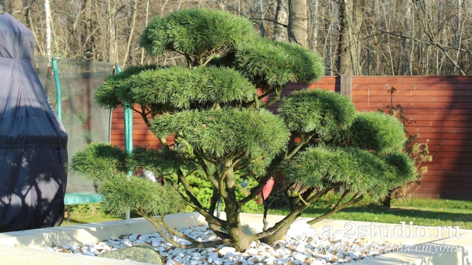Сосна горная бонсай