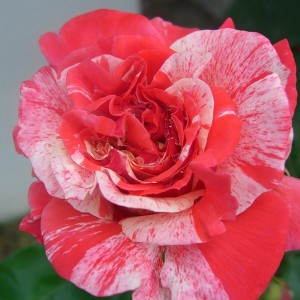 Роза 'Филателия' (чайно-гибридная) (розово - красная)