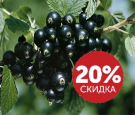 Распродажа смородины в июле 2017!